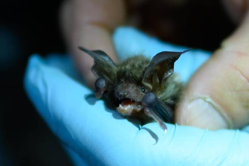 Eine Fledermaus in einer Hand