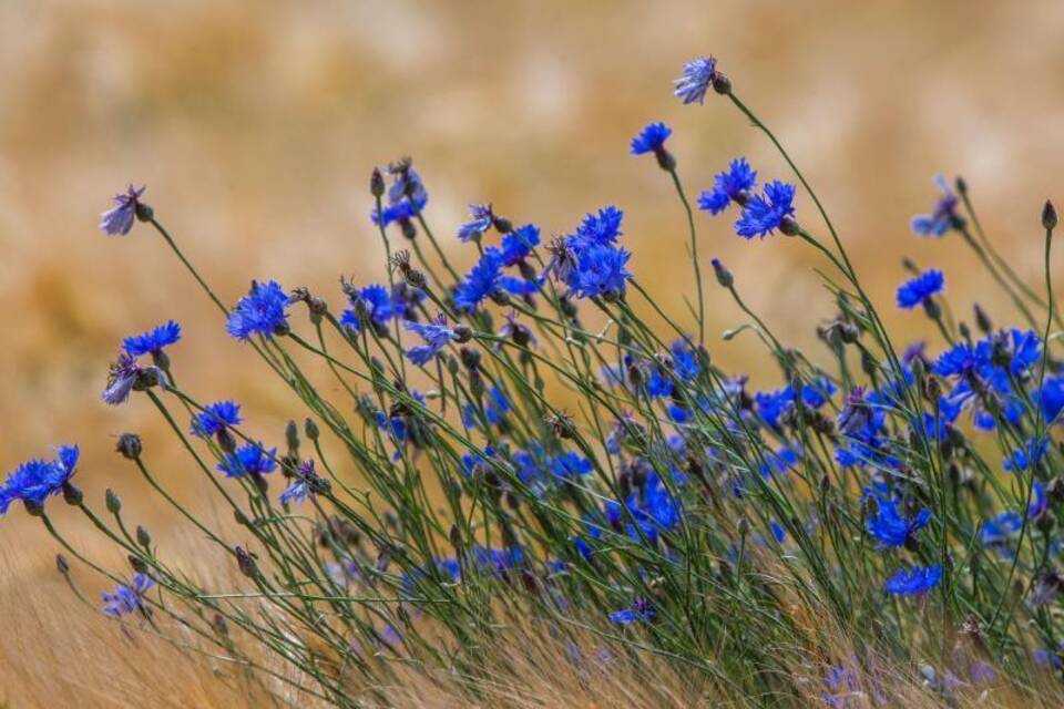 Kornblumen in Getreideacker