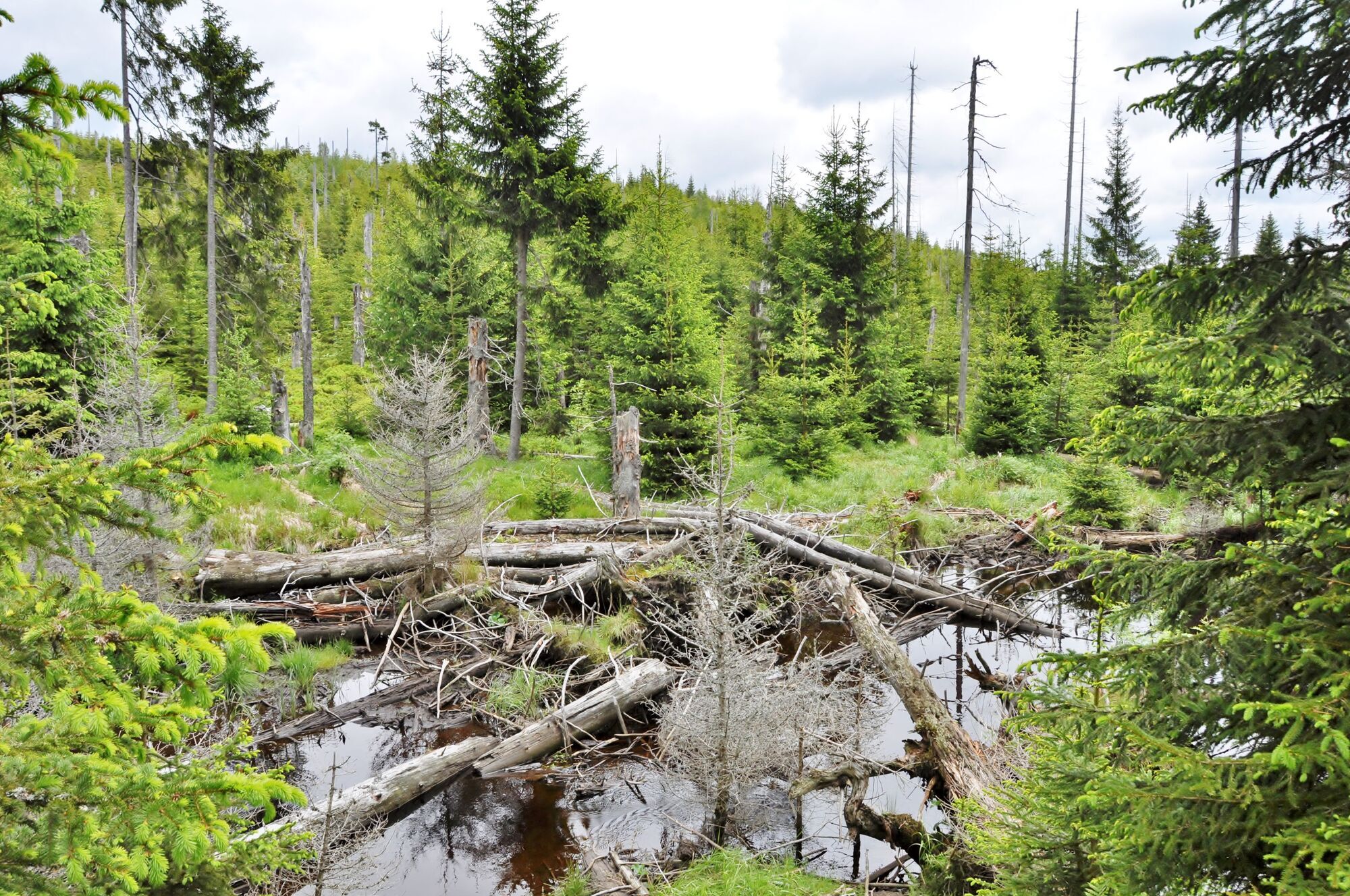  Der Bayerische Wald  wird 50 Fotos dpa Fotogalerien RNZ