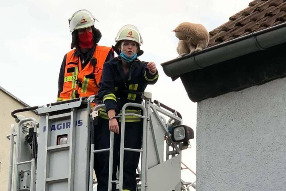 Feuerwehr rettet Katze
