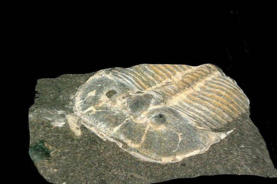 Trilobit Trilobit