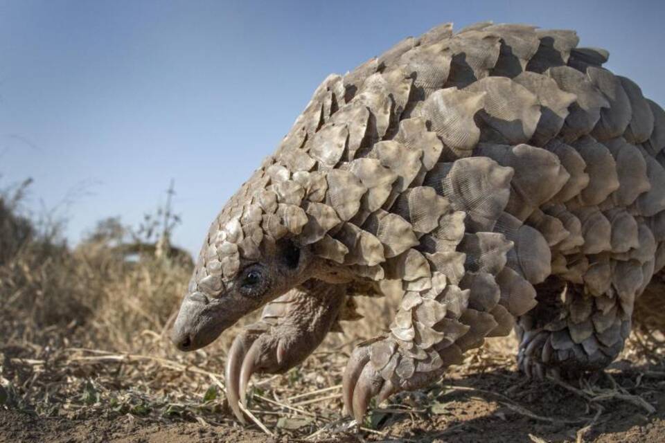 Pangolin in Südafrika