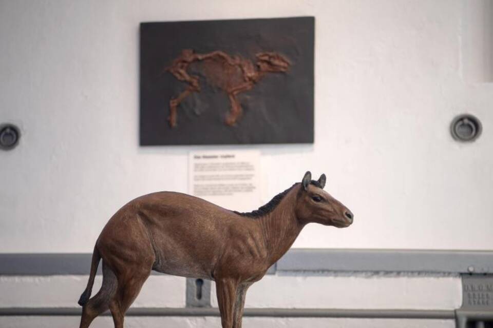 Urpferd Urpferd