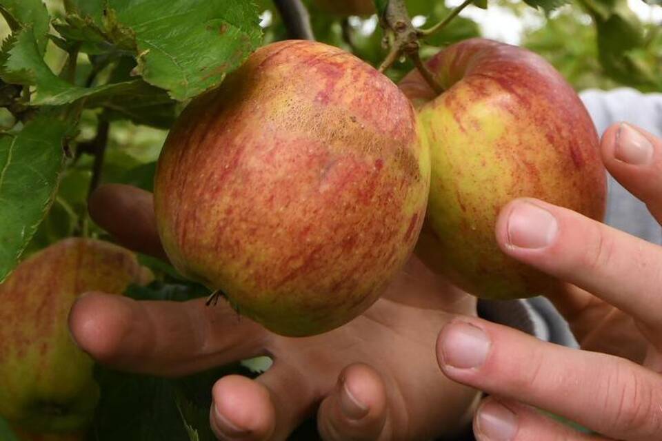 Apfelernte Apfelernte