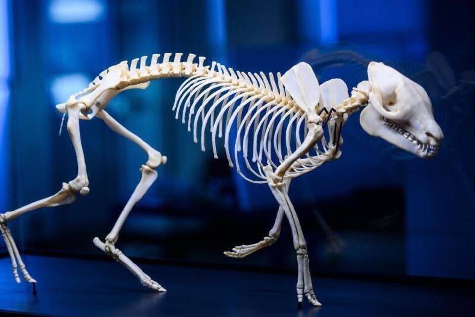 Urpferd Urpferd