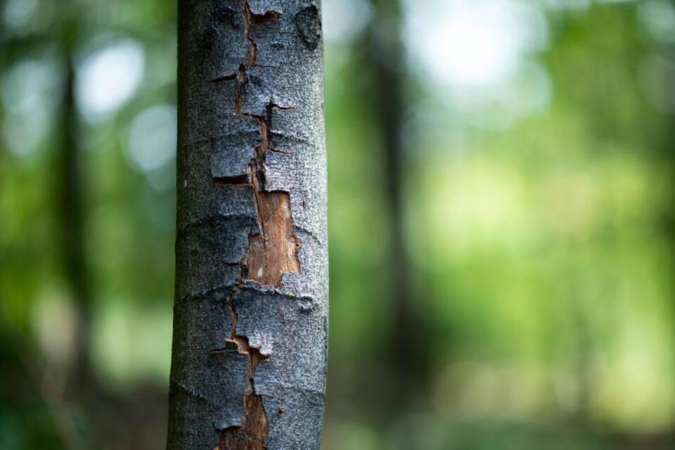 Schäden am Baum